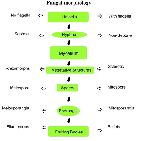 Schematic Representation Of Fungal Morphology Download Scientific