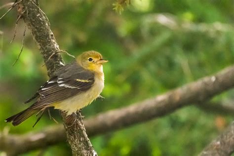 Western Tanagers Females Ball Studios