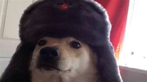 Comrade Doggo Russian Cat Cute Little Animals Cat In Russian