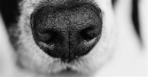 Why Are Dog Noses Shaped Like That