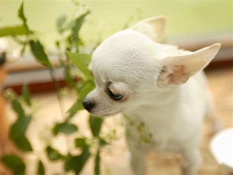 White Chihuahuas I Love My Chi