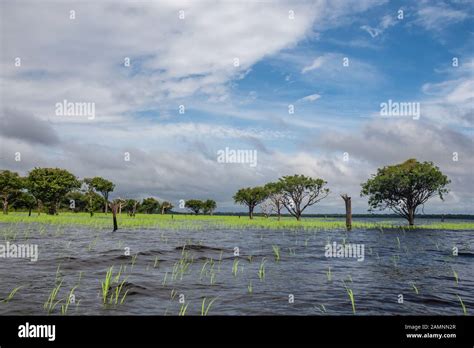 Amazonian Landscape at "RDS", Rio Negro Sustainable Development Reserve