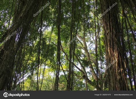 Dense Equatorial Vegetation Tall Lush Tropical Rainforest Trees Lianas