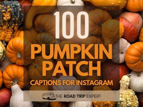 100 Cute Pumpkin Patch Captions For Instagram With Quotes