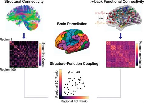 Development Of Structurefunction Coupling In Human Brain Networks