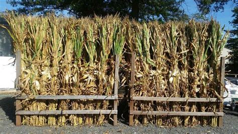 13 Easy Diy Corn Stalks For Halloween That You Could Make