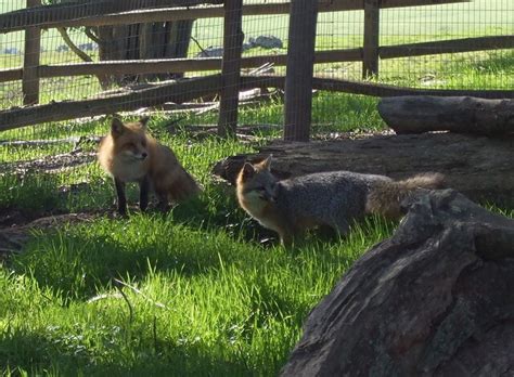 Red Foxgray Fox Comparison Flickr Photo Sharing