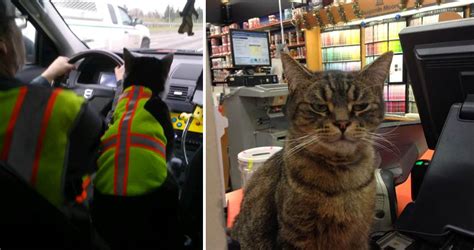 25 People Share Photos Of Working Cats And Theyre Hilarious