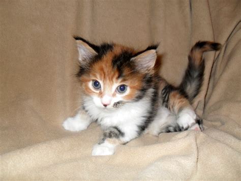 Use the nationwide database of cats looking for good homes below! What Should You Expect with the Calico Maine Coon?-Kittentoob