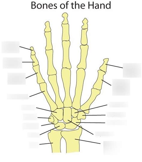 Hand Definition Anatomy Bones Diagram Facts Britannic Vrogue Co