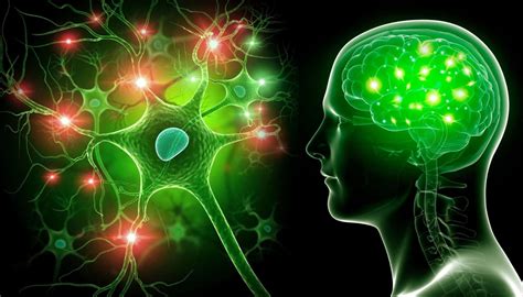 Neuroplasticity What It Is Why It Matters And What You Should Know