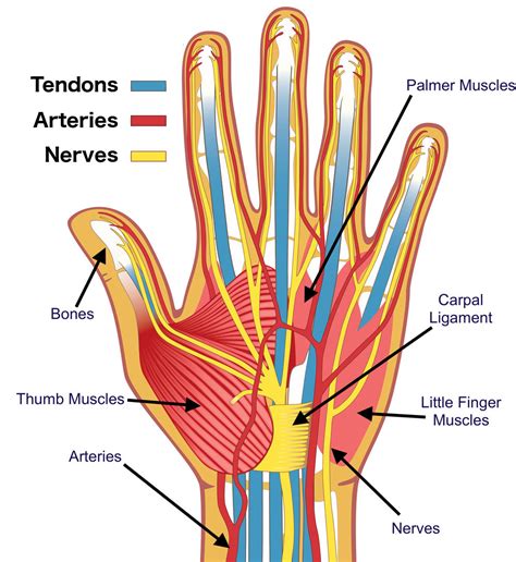 Human Hand Anatomy Chart