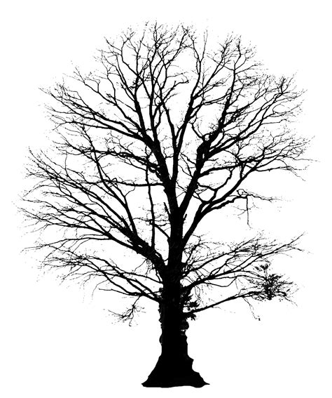 tree silhouette - Google Search | Tree silhouette tattoo, Tree silhouette, Silhouette art