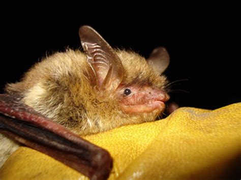 Northern Long Eared Bat Reclassified As Endangered Species Courthouse