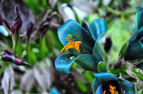 Teal is a mixture of blue and green. natural teal flowers - Pesquisa Google | Flores azuis ...