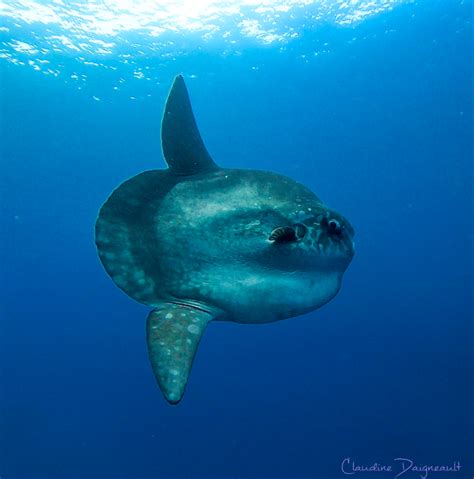 Top 5 Fun Facts About Mola Mola Ocean Sunfish Abyss Ocean World