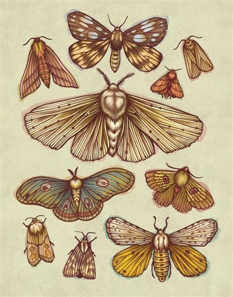 Pin By Inprnt On Nature In 2019 Moth Tattoo Moth Drawing Drawings