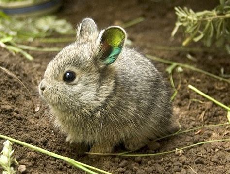 Pygmy Bunny Extinct Animals Rare Animals Funny Animals Adorable