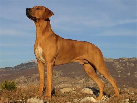 Dog Breeds In The World