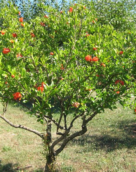 (1 gallon) wonderful pomegranate tree very large orange red fruit with red arils and sweet tart juice. Pomegranate Tree | Persephone's Pomegranate | Pinterest ...