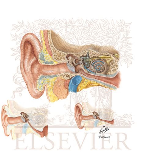 Anatomy Of The Pediatric Ear