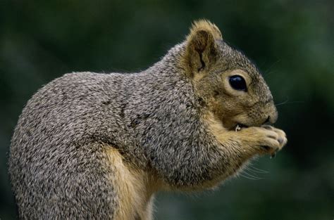 Walmart.com has been visited by 1m+ users in the past month Keeping Squirrels from Digging in Plants | ThriftyFun