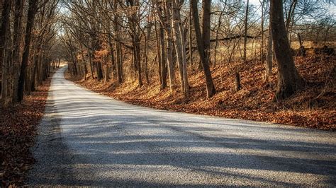 4k Free Download Road Between Trees Without Leaves During Fall Nature