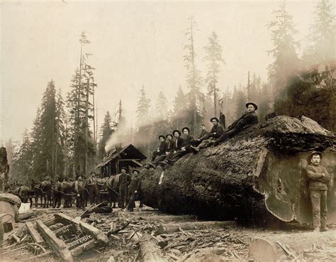 Early Logging Photos Show The Taming — And Tarnishing — Of Washington