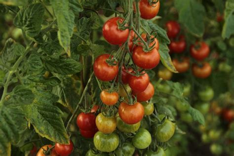 Tomato Plant Diseases To Watch Out For This Summer Southeast Agnet