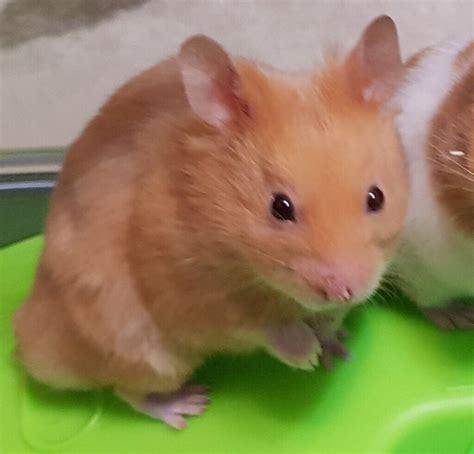 Baby Syrian Hamsters For Sale In Swindon Wiltshire Gumtree