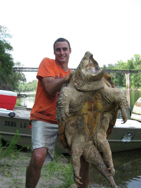 Facts About The Alligator Snapping Turtle