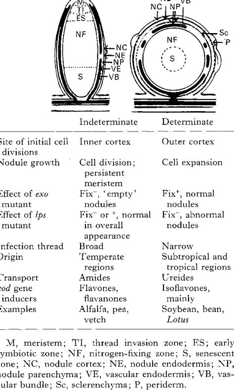 What's the difference between determinte vs. Major differences between indeterminate and determinate ...