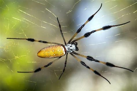 Banana Spider Facts Dangers And Treatments