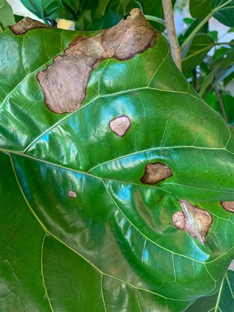 Fiddle Leaf Fig Fungal Infection Fungal Vs Bacterial Root Rot On