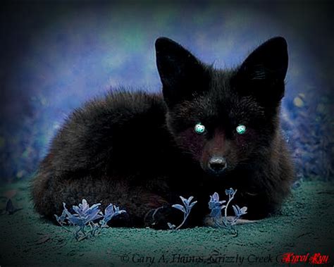 Relaxed Shadow Fox By 12tailed Shadow Fox On Deviantart