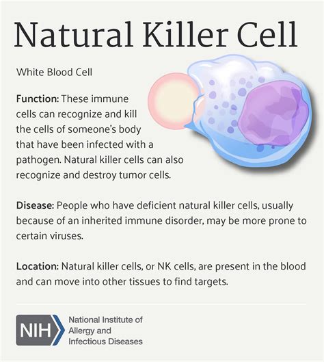 Natural Killer Cell Natural Killer Cell Natural Killer Cel Flickr