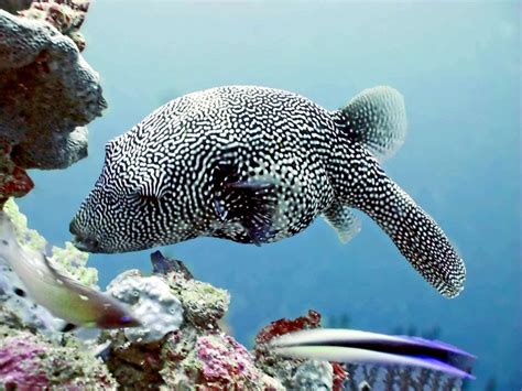 Pufferfish Ocean Treasures Memorial Library