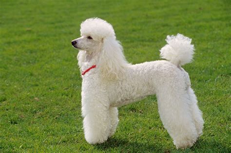 Maybe you would like to learn more about one of these? Miniature Poodle Dog Breed Information, Buying Advice ...