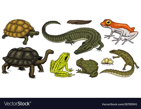 Pictures Of Amphibians And Reptiles