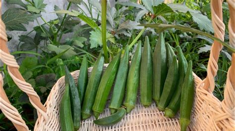 Okra Growing How To Grow Okra Plant How To Plant Okra At Home