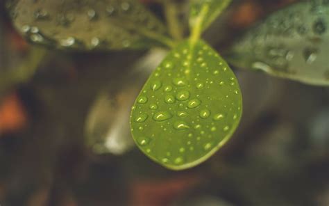Hd Wallpaper Leaf Plant Backgrounds Drops Macro Blurring