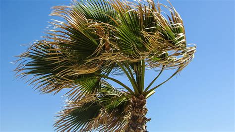 Free Photo Palm Tree Wind Sky Windy Hippopx