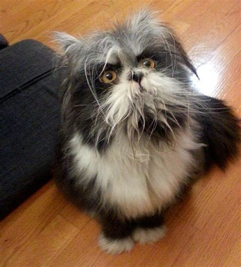 A Cat Which Looks Like A Dog