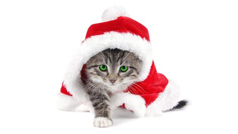 Christmas Cat Free Download Cute Christmas Cat Hd