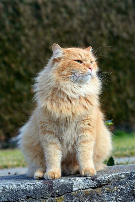 Beautiful Proud Cat Stock Image Image Of Pose Color 38907819