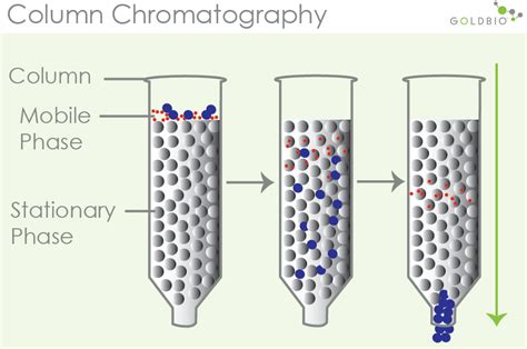 How Column Chromatography Works To Separate Proteins GoldBio