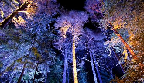 The Enchanted Forest Scotlands Award Winning Sound And Light Show