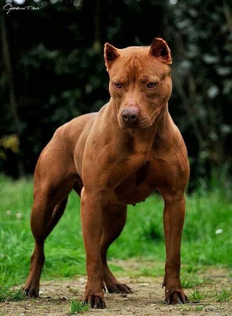 Big pitbull breeds have adorned our screens since at least 1968 when bill sykes' bull terrier 'bullseye' made his mark in the musical. Strong | Pitbull dog, Dog breeds, Dogs