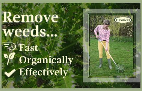 How To Kill Weeds Quickly And Organically Haxnicks
