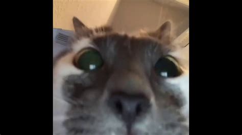 Texas lawyer rod ponton had both his colleagues and the internet in stitches after accidentally morphing into a cat during a virtual court hearing well, now you can follow suit — or digital cat filter, rather — thanks to this handy tutorial on how to apply a virtual catsuit for a zoom message. FaceTime Cat - YouTube